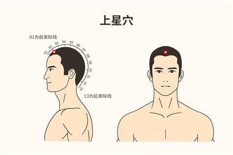 上星穴|上星穴穴性及临床应用